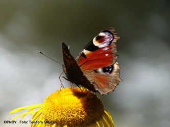 inachis-io-fauna.jpg