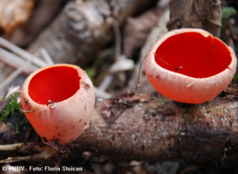 peziza-sp-flora.jpg