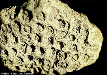 recif-de-corali-geologie.jpg