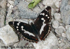 apatura-iris.jpg