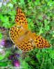 argynnis-sp.jpg