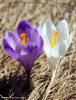 branduse-crocus-vernus.jpg