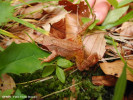 broasca-rosie-de-padure-rana-temporaria-fauna.jpg