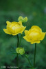 bulbuc-de-munte-trollius-europaeus.jpg