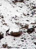 capra-neagra-rupicapra-rupicapra-fauna.jpg