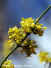 corn-cornus-mas.jpg