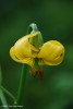 crin-de-munte-lilium-jakae.jpg