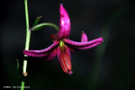 crin-de-padure-lilium-martagon.jpg