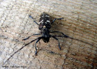 croitor-monachamus-sp.jpg