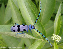 croitorul-fagului-rosalia-alpina-fauna.jpg