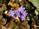 crucea-voinicului-hepatica-nobilis.jpg