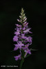 dactylorhiza-sp-flora.jpg