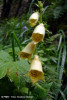 degetarel-digitalis-grandiflora.jpg