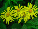doronicum-sp.jpg