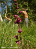epipactis-atrorubens-flora.jpg