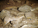 fosile-de-urs-de-pestera-geologie.jpg