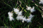 garofita-de-stanca-dianthus-spiculifolius.jpg