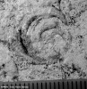 gasteropod-geologie.jpg