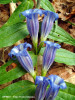 gentiana-asclepiadea.jpg