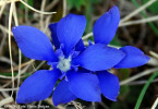 gentiana-gentiana-verna.jpg