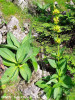 ghintura-galbena-gentiana-lutea.jpg