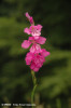 gladiola-gladiolus-imbricatus.jpg