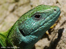 guster-lacerta-viridis-fauna.jpg
