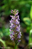 gymnadenia-conopsea.jpg