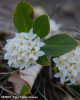 iedera-alba-daphne-blagayana.jpg
