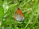 lycaena-dispar.jpg