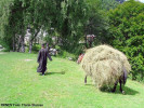 munca-la-munte-traditii.jpg