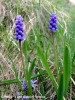 muscari-racemosum.jpg