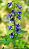 nemtisor-delphinium-sp.jpg