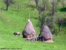 ocupatii-traditionale-traditii.jpg