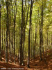 padurea-toamna.jpg
