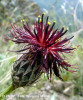 pesma-centaurea-atropurpurea.jpg