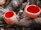 peziza-sp-flora.jpg