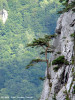 pin-pinus-sylvestris-flora.jpg