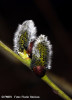 plop-populus-nigra-flora.jpg