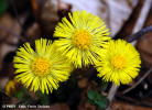 podbal-tussilago-farfara-flora.jpg