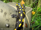 salamandra-salamandra.jpg