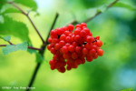 soc-rosu-sambucus-racemosa-flora.jpg