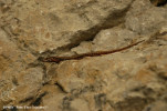 soparla-de-stanca-podarcis-muralis-fauna.jpg