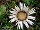 turta-carlina-acaulis-flora.jpg