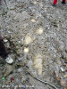 urme-de-urs-ursus-arctos-fauna.jpg