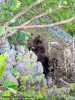 urs-ursus-arctos.jpg