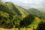 valea-stevioara.jpg