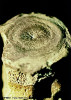 vertebra-de-balena-geologie.jpg